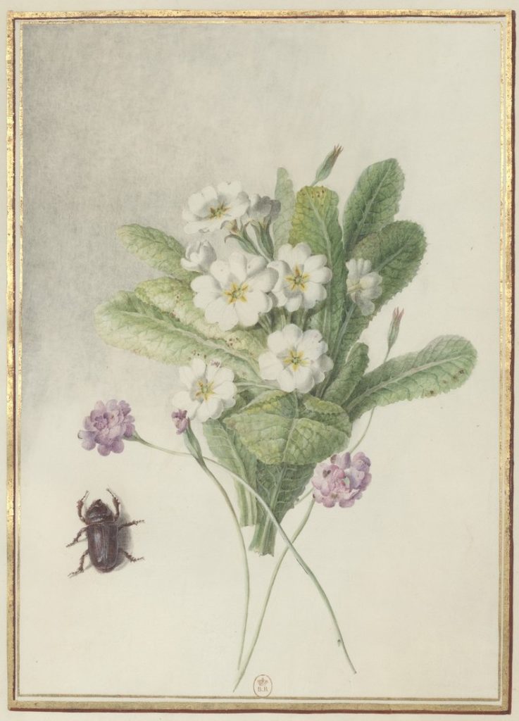 botanical art